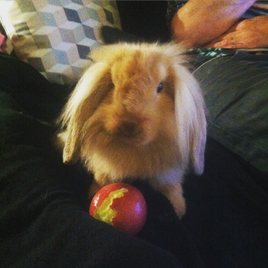 11333339_970384666339001_939220380_n